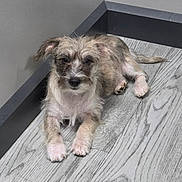 Daisy is registered to the contest to win money with this photo: brown_fur, calm, canine, companion, corner, dog, domestic_animal, ears, floor, fur, indoor, laying_down, looking_at_camera, pet, puppy, small_dog, tail, wall, white_paws, wood_floor