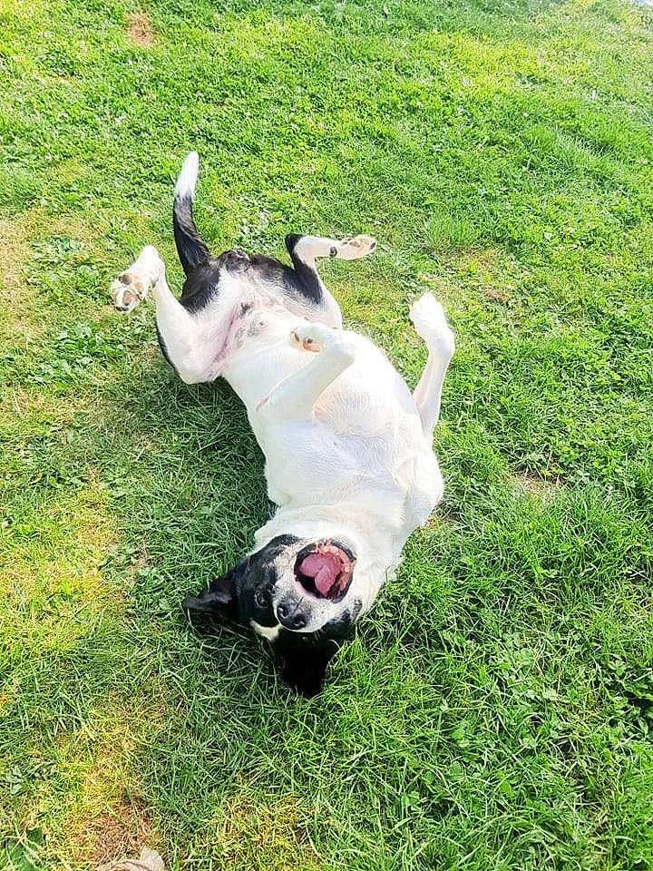 Soleil participe au concours pour gagner de l'argent avec cette photo : canidae, carnivore, companion_dog, dog, dog_breed, fawn, grass, grass_family, grassland, groundcover, lawn, non_sporting_group, pasture, plant, snout, sporting_group, tail, terrestrial_animal, working_animal