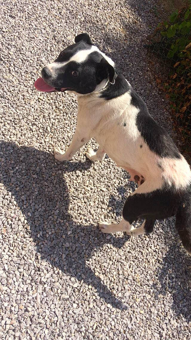 Soleil participe au concours pour gagner de l'argent avec cette photo : asphalt, canidae, carnivore, collar, companion_dog, dog, dog_breed, dog_collar, grass, paw, plant, road_surface, shadow, snout, soil, sporting_group, tail, walking, whiskers, working_animal