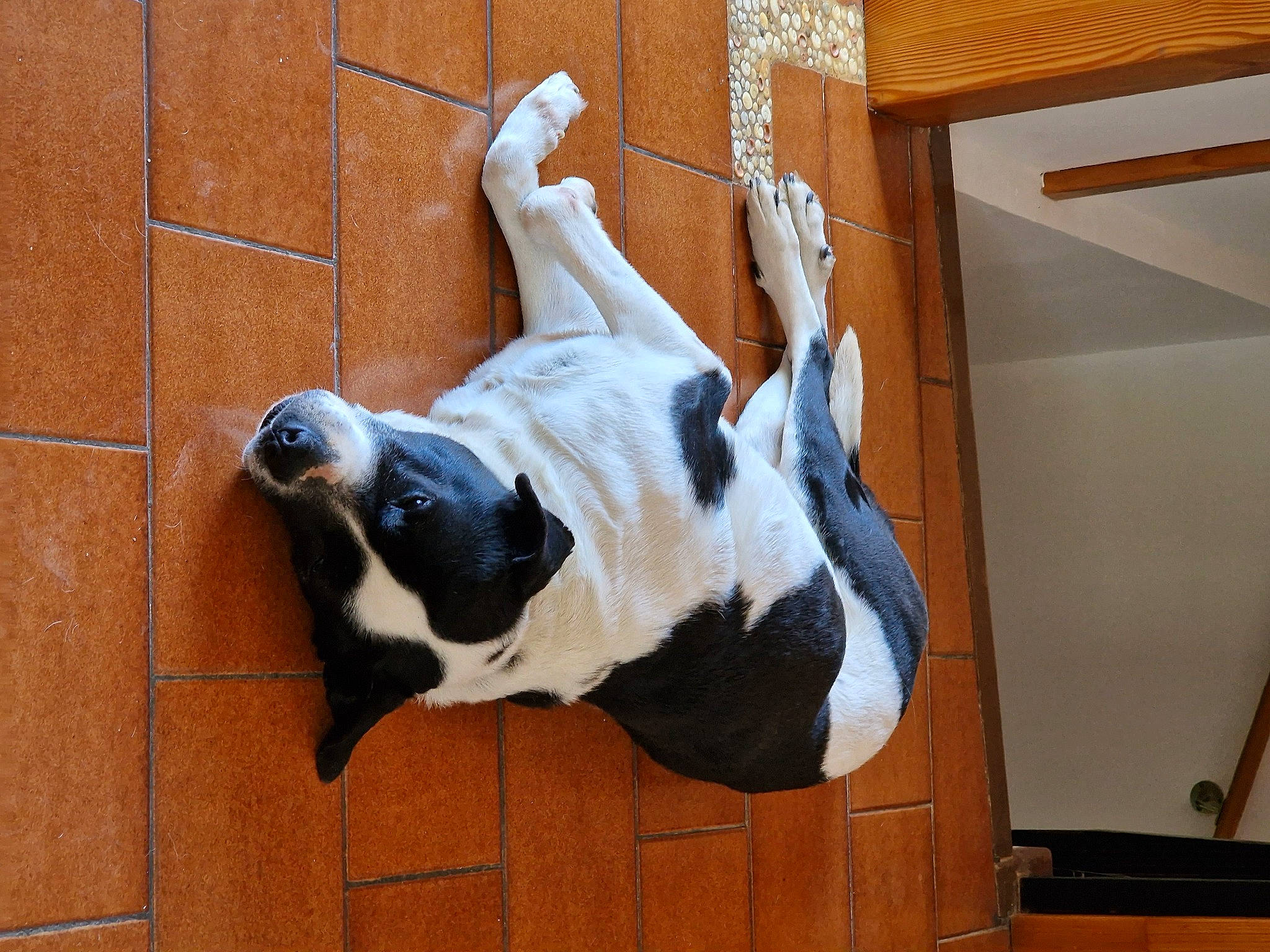 Soleil participe au concours pour gagner de l'argent avec cette photo : canidae, carnivore, companion_dog, dog, dog_breed, fawn, felidae, flooring, fur, non_sporting_group, pet_supply, small_to_medium_sized_cats, snout, sporting_group, tail, terrestrial_animal, whiskers, window, wood