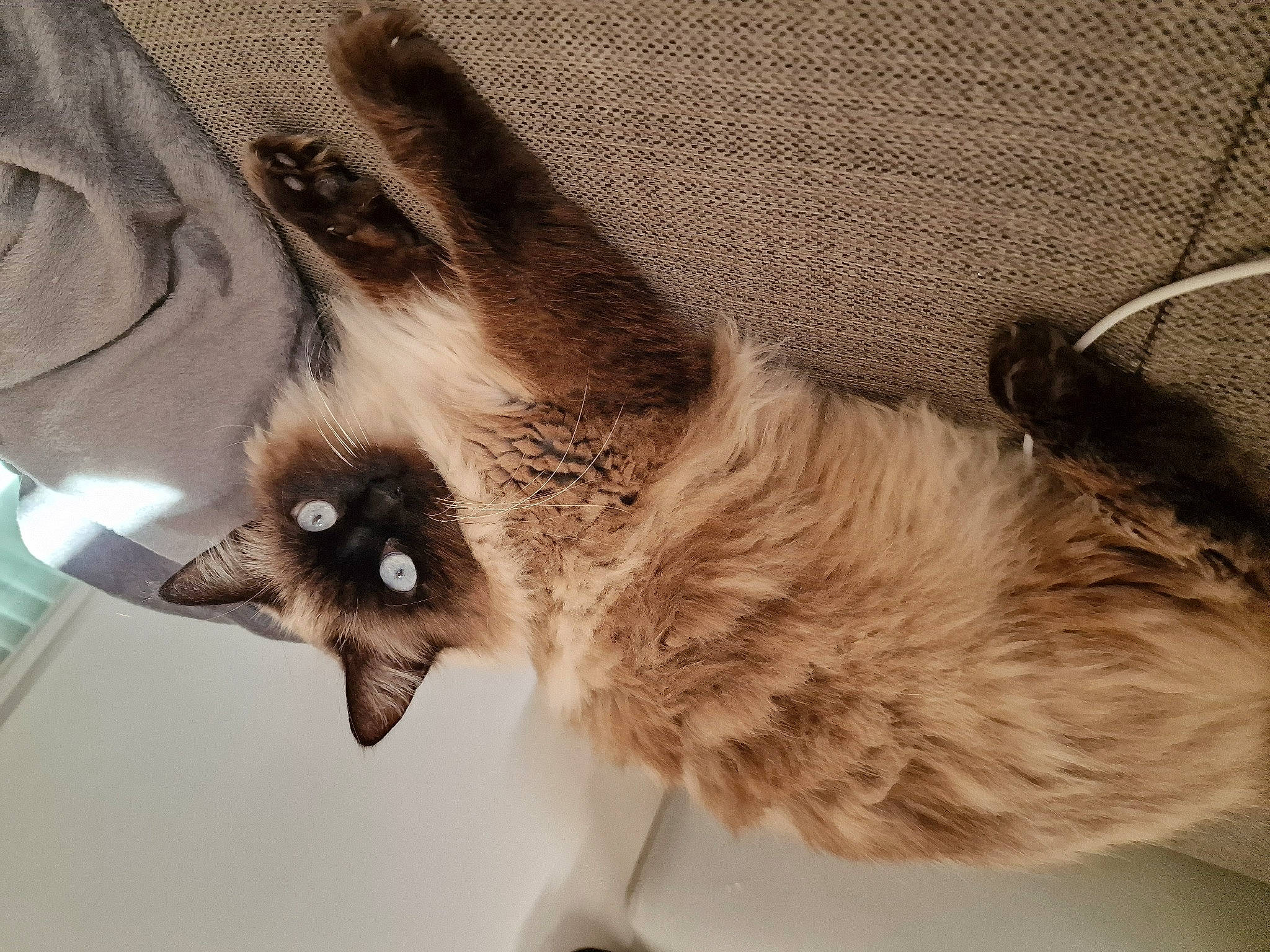 Rory a rejoint le concours — aidez-le/la à gagner de superbes lots ! balinese, canidae, carnivore, cat, claw, dog_breed, domestic_short_haired_cat, fawn, felidae, fur, grey, paw, siamese, small_to_medium_sized_cats, snout, tail, thai, tonkinese, whiskers, working_animal