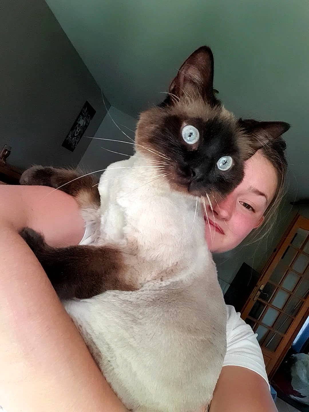 Rory participe au concours pour gagner de l'argent avec cette photo : balinese, carnivore, cat, comfort, domestic_short_haired_cat, elbow, fawn, felidae, foot, fur, gesture, human_leg, iris, siamese, sitting, small_to_medium_sized_cats, snout, tail, thai, whiskers