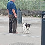 Ullis participe au concours pour gagner de l'argent avec cette photo : arrow_sign, casual_clothing, curious, daytime, dog, fence, fluffy_dog, leash, man, nature, outdoor, pavement, pet, road_sign, rocky_hill, side_view, small_dog, trees, urban, walking