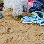 Ullis a rejoint le concours — aidez-le/la à gagner de superbes lots ! animal, background, bag, beach, canine, clothes, daylight, dog, fluffy, fur, grass, messy, nature, outdoor, pet, sand, summer, texture, walking, white_dog