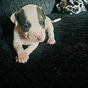 Emerald Aka Emmy joined the competition — help win amazing prizes! puppy, dog, pet, young, cute, indoor, couch, black, white, brown, fur, small, animal, domestic_animal, looking, resting, closeup, soft_light, texture, background