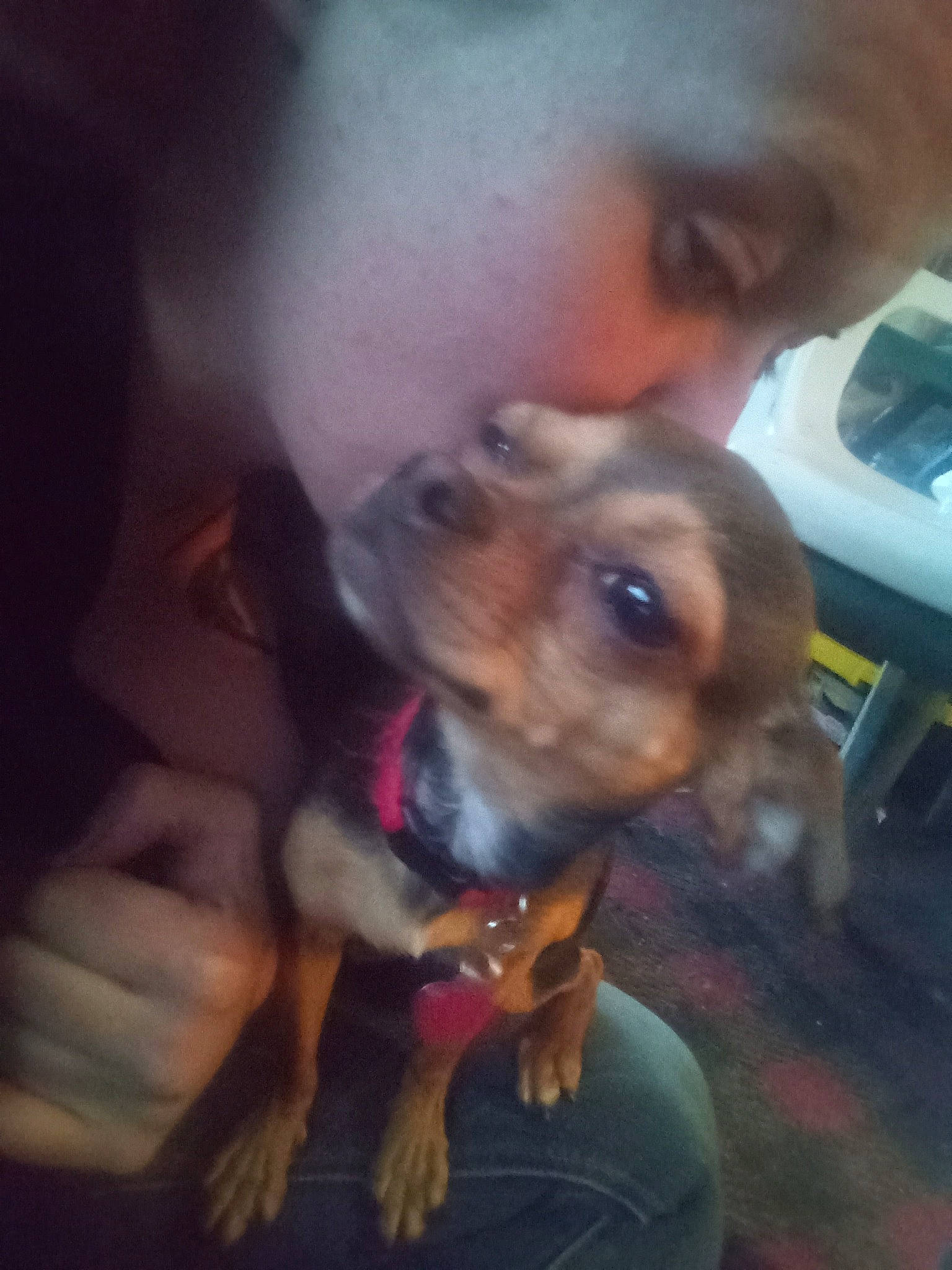 Dobbie is registered to the contest to win money with this photo: canidae, carnivore, collar, companion_dog, dog, dog_breed, ear, fawn, fun, fur, gesture, happy, puppy, puppy_love, selfie, snout, sporting_group, toy_dog, whiskers, working_animal