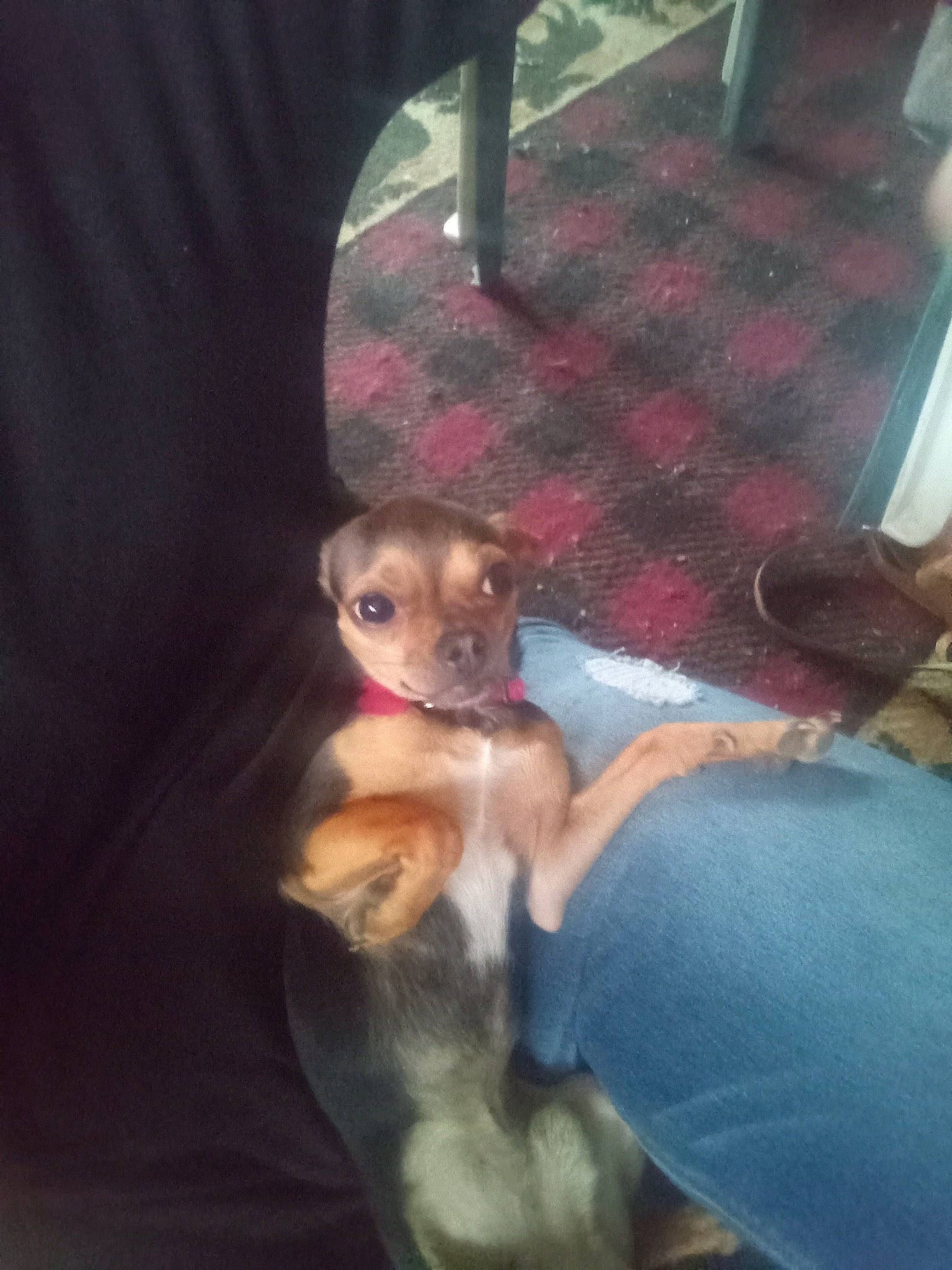 Dobbie is registered to the contest to win money with this photo: canidae, carnivore, chihuahua, comfort, companion_dog, dog, dog_breed, dog_supply, fawn, flooring, fur, non_sporting_group, paw, pet_supply, snout, sporting_group, tail, toy_dog, whiskers, working_animal