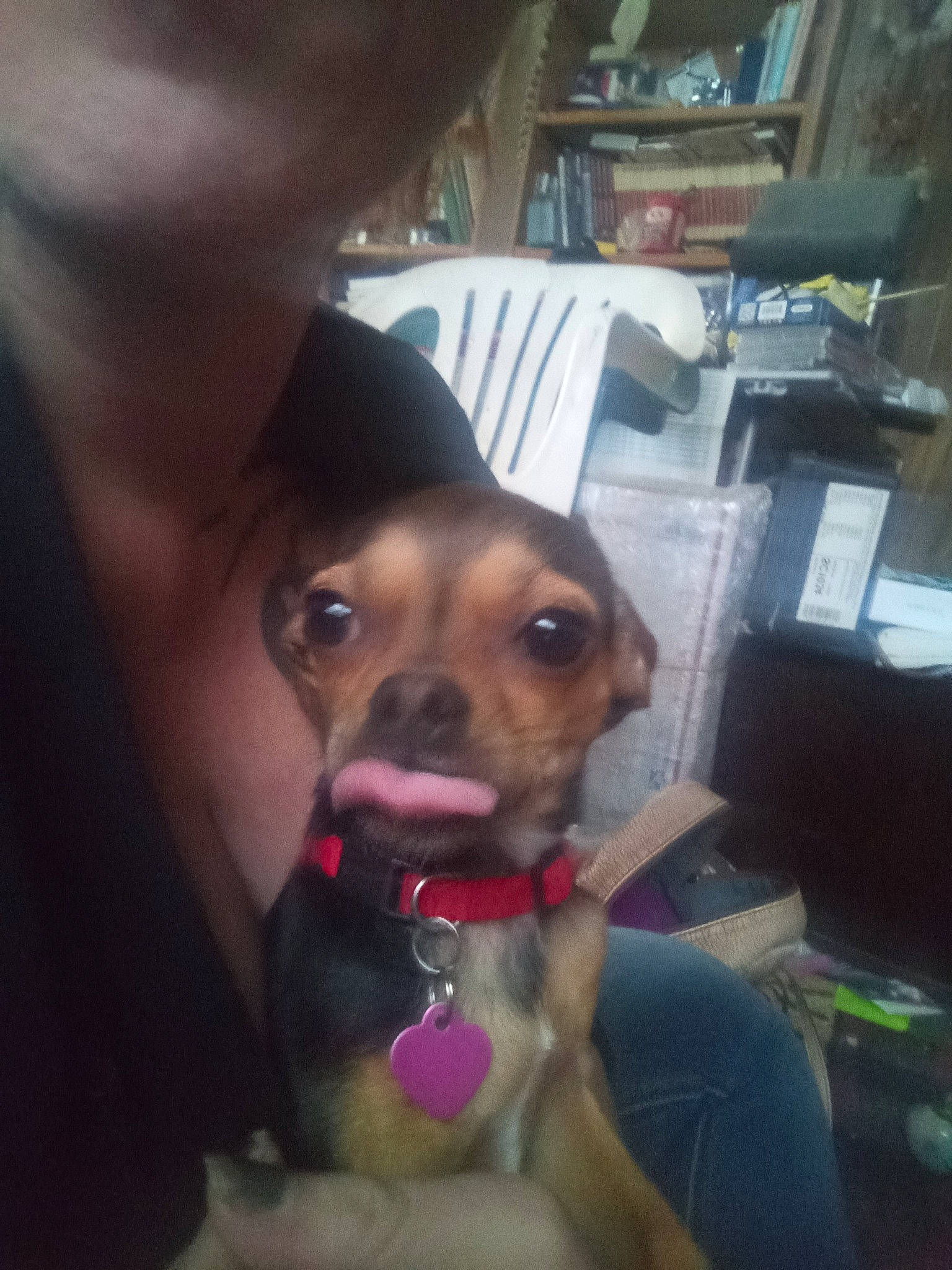 Dobbie joined the competition — help win amazing prizes! bookcase, canidae, carnivore, collar, companion_dog, dog, dog_breed, ear, fawn, fun, happy, nose, puppy_love, selfie, shelf, skin, snout, toy_dog, whiskers, working_animal