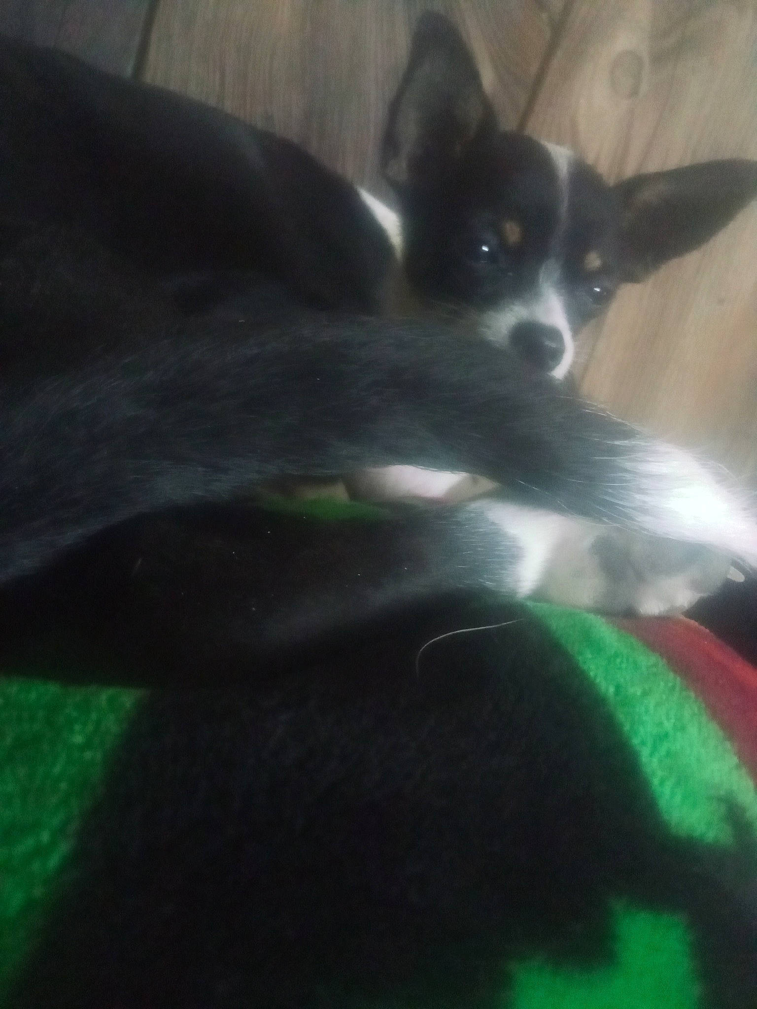 Darling joined the competition — help win amazing prizes! carnivore, comfort, companion_dog, dog, dog_breed, felidae, fur, green, non_sporting_group, paw, small_to_medium_sized_cats, snout, sporting_group, tail, toy_dog, whiskers, windshield, working_animal