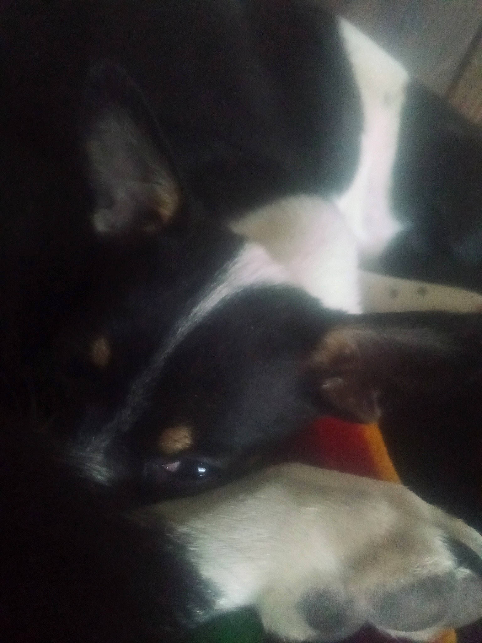 Darling joined the competition — help win amazing prizes! canidae, carnivore, cat, cloud, comfort, darkness, dog_breed, eye, felidae, fur, meteorological_phenomenon, paw, sky, small_to_medium_sized_cats, snout, sporting_group, tail, terrestrial_animal, tints_and_shades, whiskers