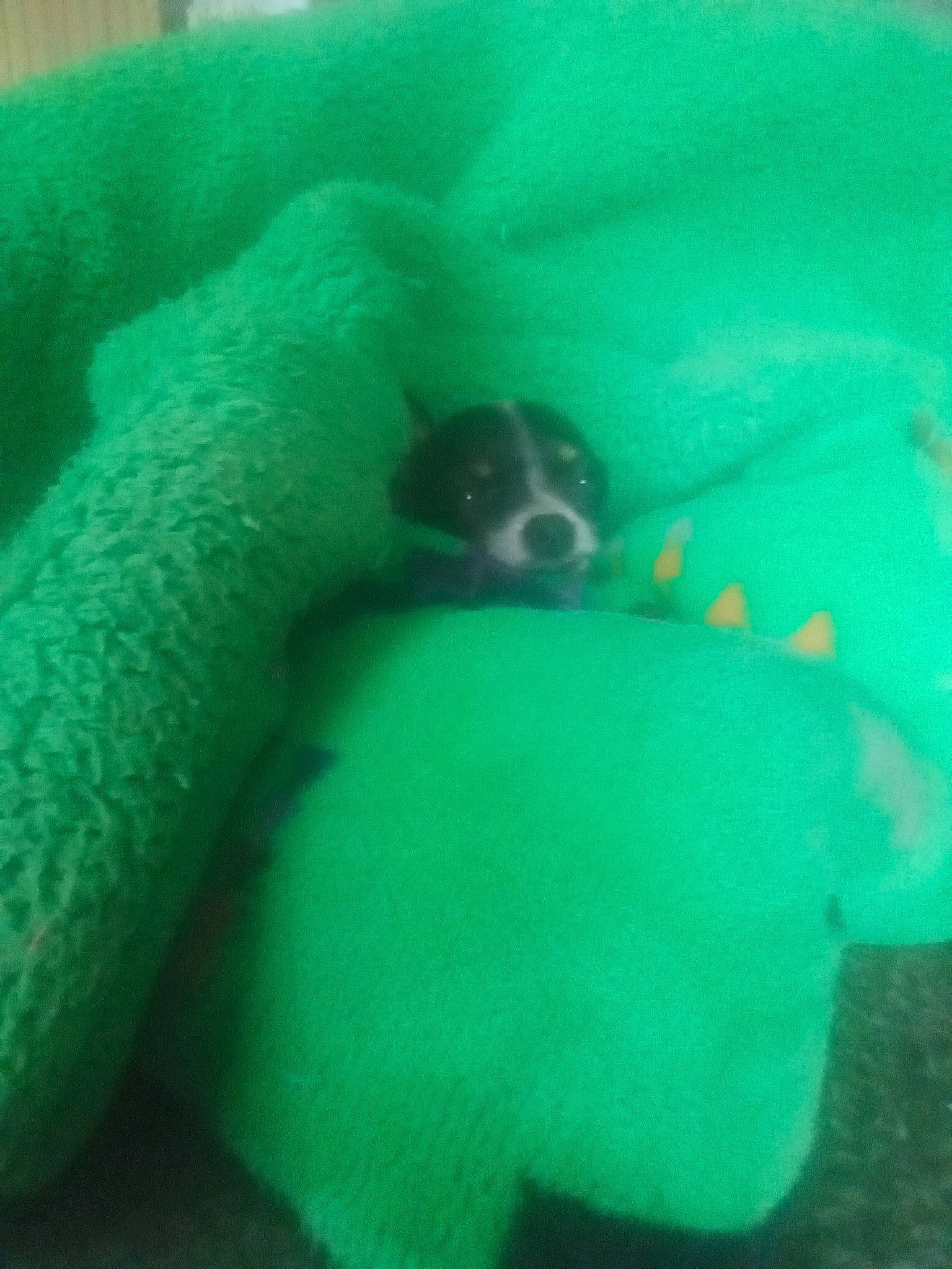 Darling joined the competition — help win amazing prizes! canidae, carnivore, comfort, companion_dog, dog, dog_breed, electric_blue, fawn, nap, non_sporting_group, snout, sporting_group, terrestrial_animal, tints_and_shades, working_animal