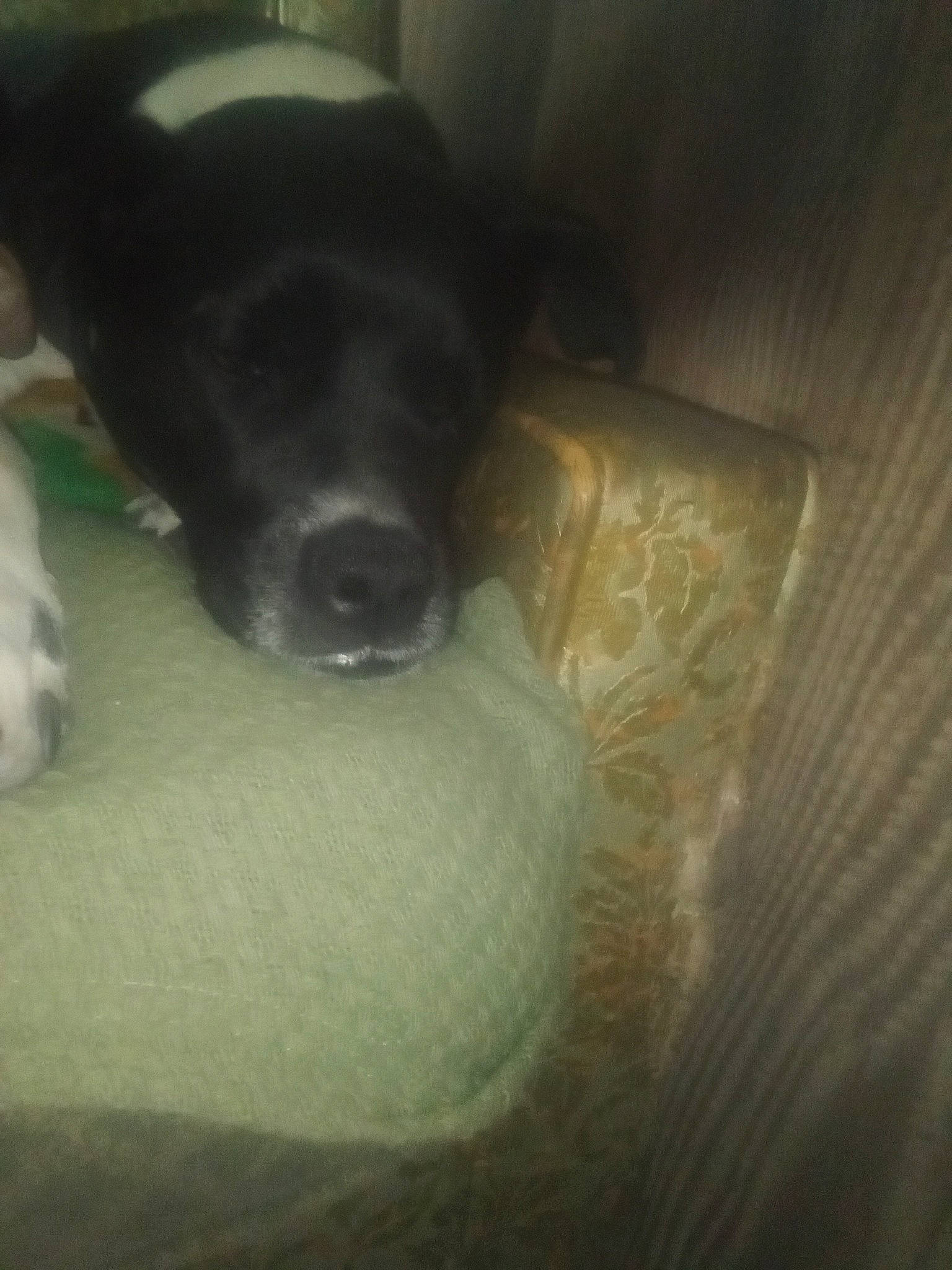 Monkey joined the competition — help win amazing prizes! borador, bored, canidae, carnivore, cloud, comfort, companion_dog, darkness, dog, dog_breed, flooring, fur, nap, non_sporting_group, snout, sporting_group, tail, terrestrial_animal, whiskers, working_animal