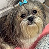 Bode Max is registered to the contest to win money with this photo: dog, small_dog, fluffy, bow, blue_bow, topknot, pet, indoor, floor, pink_mat, gray_bed, cute, fur, looking_up, animal, companion, adorable, long_hair, household, domestic
