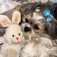 Bode Max joined the competition — help win amazing prizes! dog, stuffed_animal, bunny, toy, blue_bow, fluffy, pet, cute, snuggling, furry, close_up, indoor, soft_toy, adorable, animal, companion, brown_and_white, small_dog, cozy, playful