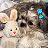 dog, stuffed_animal, bunny, toy, blue_bow, fluffy, pet, cute, snuggling, furry, close_up, indoor, soft_toy, adorable, animal, companion, brown_and_white, small_dog, cozy, playful