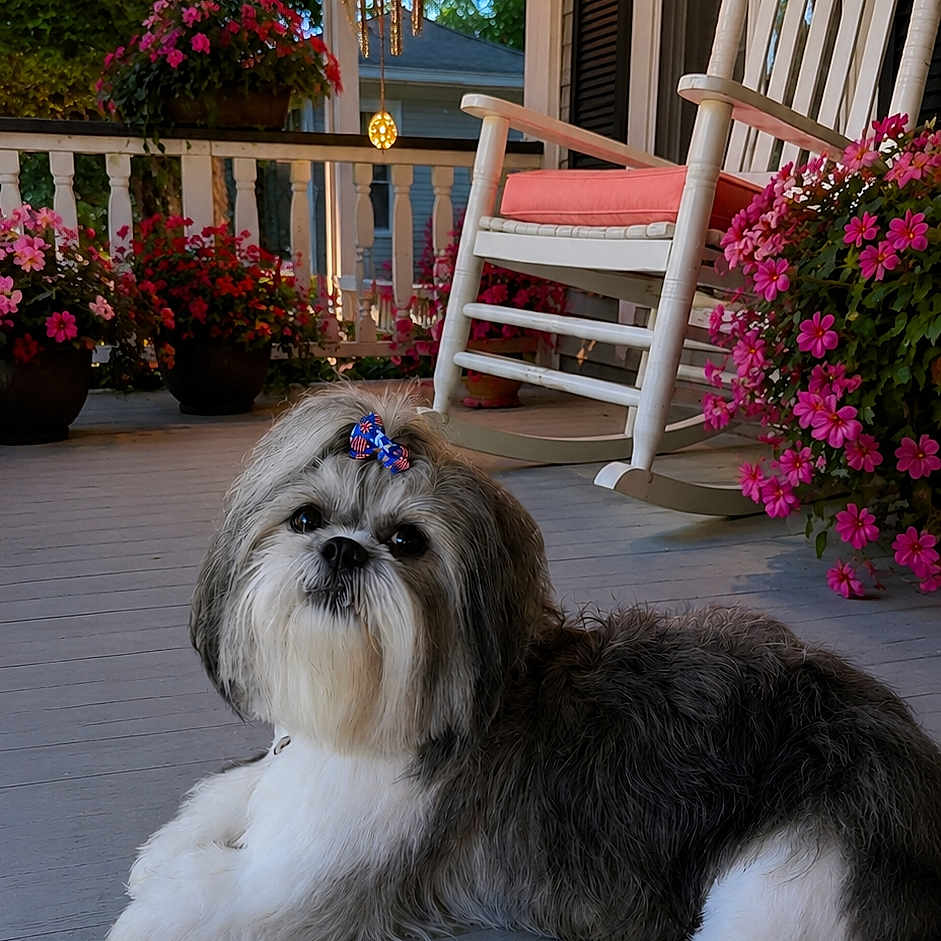 Bode Max joined the competition — help win amazing prizes! dog, porch, rocking_chair, flowers, pink_flowers, lantern, bow, pet, cute, outdoor, wooden_floor, decor, relaxing, small_dog, fluffy, evening, garden, home, canine, animal