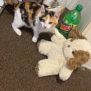 Athena joined the competition — help win amazing prizes! kitten, cat, calico_cat, plush_toy, stuffed_animal, bottle, mountain_dew, sneaker, shoe, carpet, shelf, indoor, paw, toy, pet, beverage, floor, doorway, white_wall, curious
