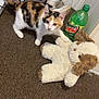 kitten, cat, calico_cat, plush_toy, stuffed_animal, bottle, mountain_dew, sneaker, shoe, carpet, shelf, indoor, paw, toy, pet, beverage, floor, doorway, white_wall, curious