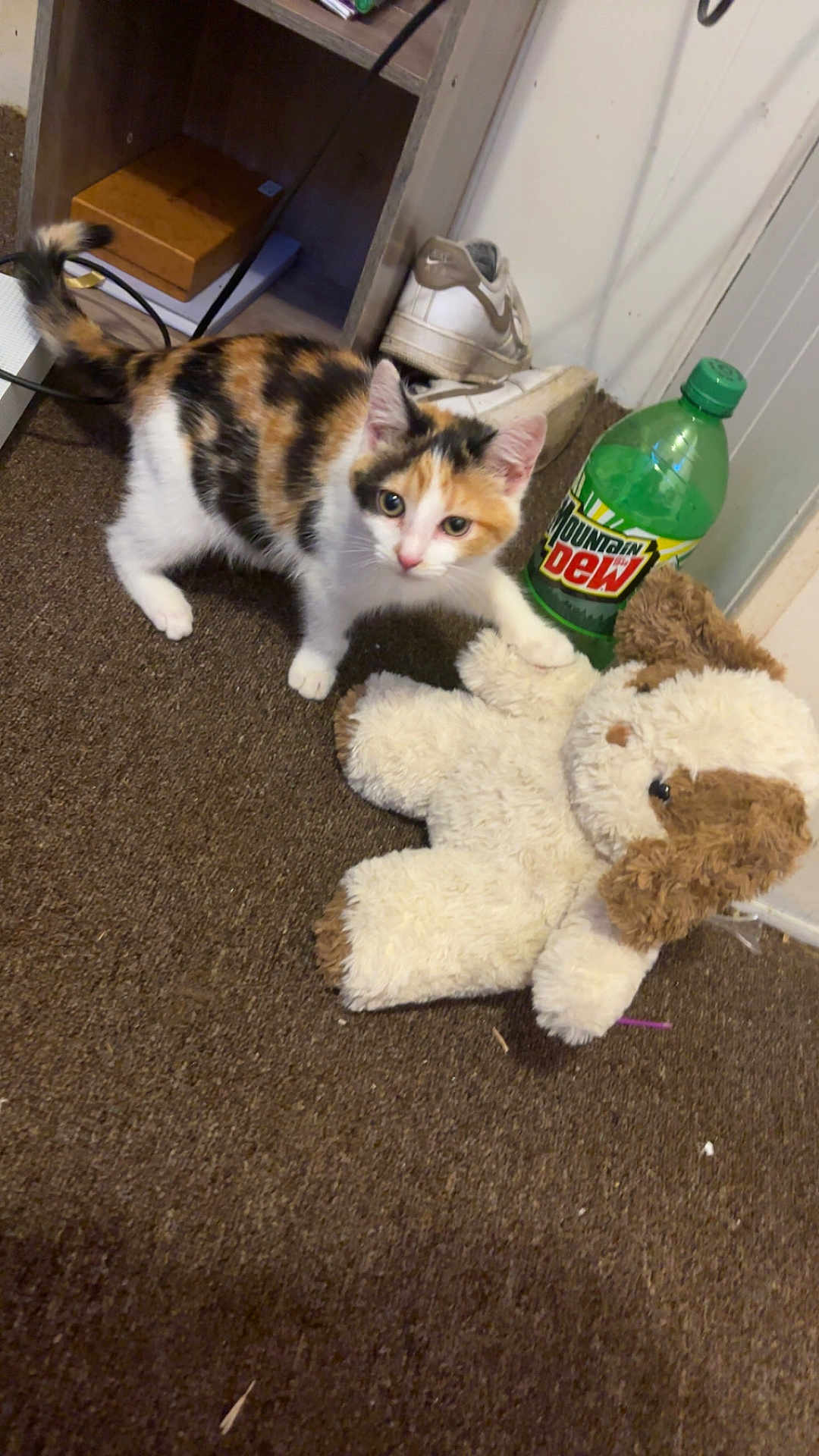 Athena joined the competition — help win amazing prizes! kitten, cat, calico_cat, plush_toy, stuffed_animal, bottle, mountain_dew, sneaker, shoe, carpet, shelf, indoor, paw, toy, pet, beverage, floor, doorway, white_wall, curious
