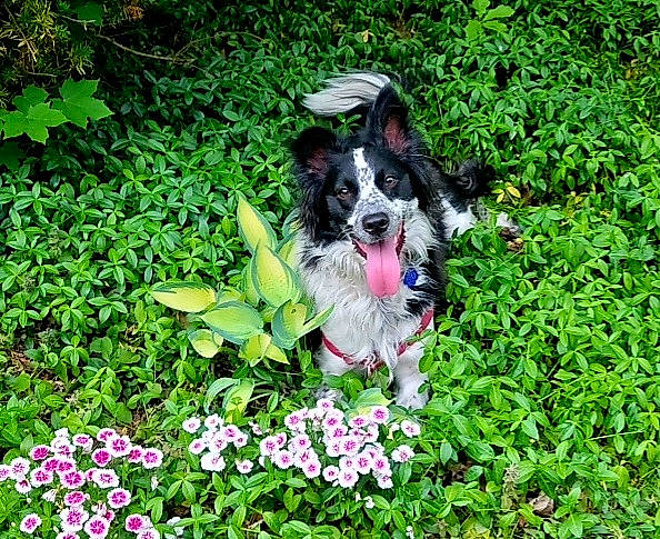 Maui is registered to the contest to win money with this photo: annual_plant, canidae, carnivore, companion_dog, dog, dog_breed, dog_supply, flower, flowering_plant, garden, grass, groundcover, herb, herbaceous_plant, lawn, petal, plant, shrub, sporting_group, terrestrial_plant
