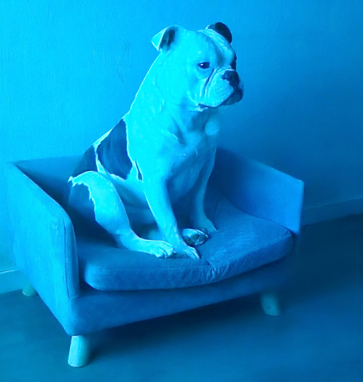 Goliath a rejoint le concours — aidez-le/la à gagner de superbes lots ! aqua, azure, blue, bulldog, canidae, carnivore, chair, club_chair, comfort, companion_dog, couch, dog, dog_breed, electric_blue, fawn, sculpture, sporting_group, toy, toy_dog, working_animal
