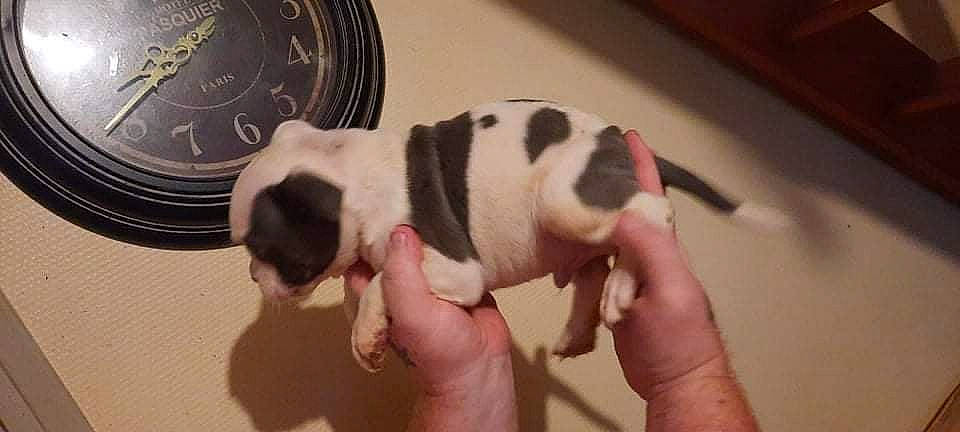 Goliath participe au concours pour gagner de l'argent avec cette photo : boston_terrier, canidae, carnivore, companion_dog, dog, dog_breed, fawn, finger, hand, nail, paw, pet_supply, puppy_love, snout, sporting_group, tail, terrestrial_animal, toy_dog, whiskers, working_animal