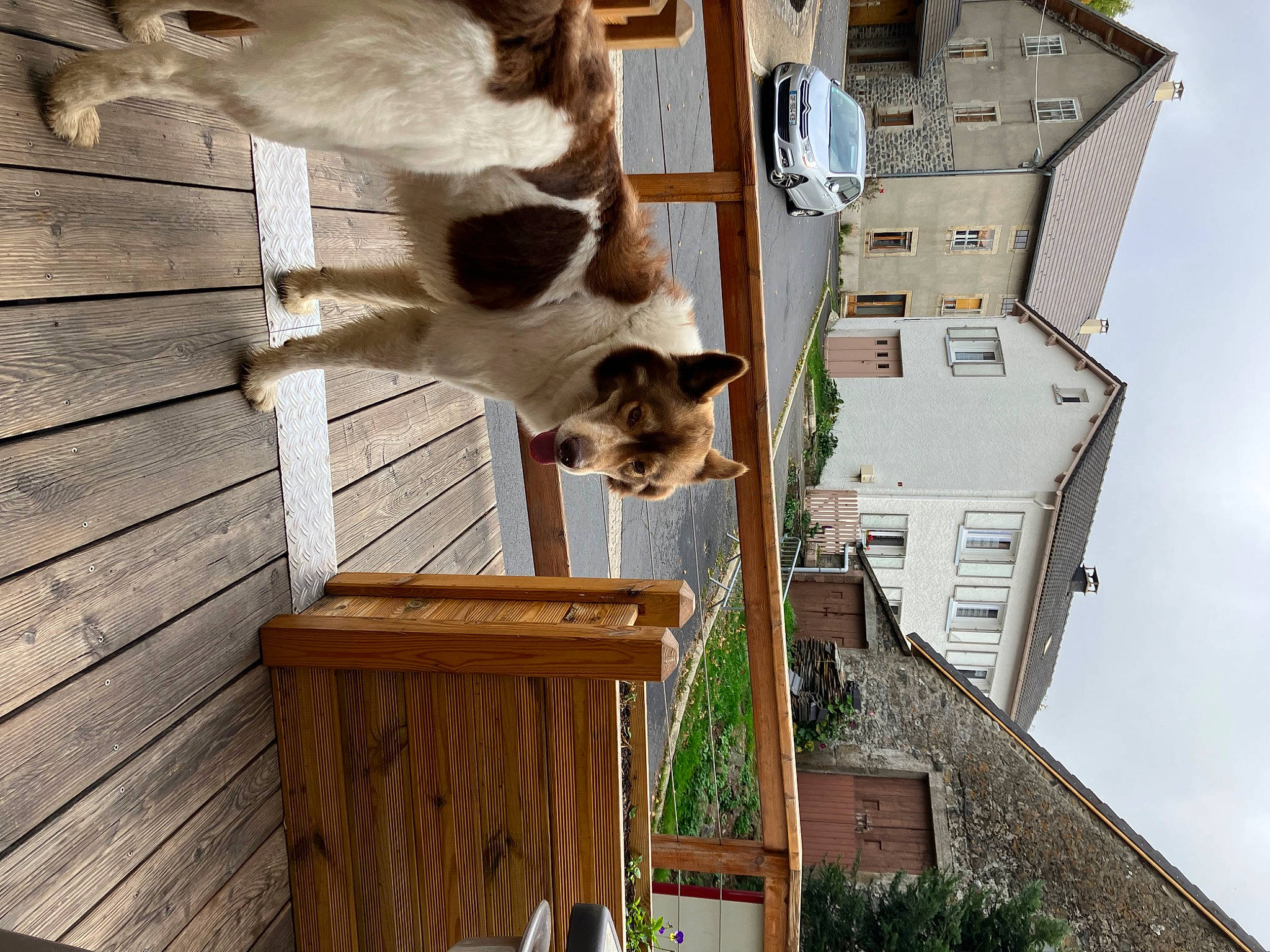 Pacha a rejoint le concours — aidez-le/la à gagner de superbes lots ! building, carnivore, cat, cottage, door, facade, felidae, hardwood, home, house, plant, roof, sash_window, siding, sky, small_to_medium_sized_cats, tree, window, wood, wood_stain