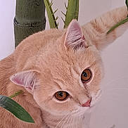 Ugolino a rejoint le concours — aidez-le/la à gagner de superbes lots ! abyssinian, aloe, angora, animal, cat, kitten, manx, pet, plant, pottedplant, siamese