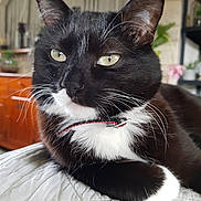 Maki participe au concours pour gagner de l'argent avec cette photo : cat, black_and_white, pet, feline, collar, whiskers, close_up, indoor, quilt, relaxed, animal, cute, fur, portrait, domestic_cat, resting, soft_light, background_blur, eye_contact, houseplant