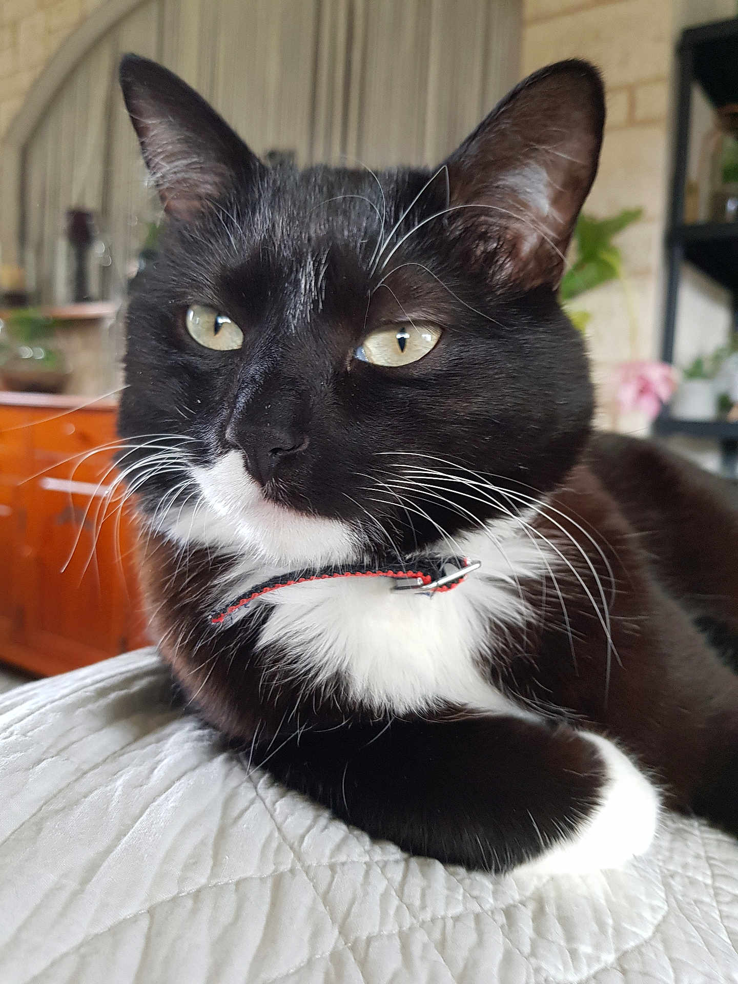 Maki participe au concours pour gagner de l'argent avec cette photo : cat, black_and_white, pet, feline, collar, whiskers, close_up, indoor, quilt, relaxed, animal, cute, fur, portrait, domestic_cat, resting, soft_light, background_blur, eye_contact, houseplant