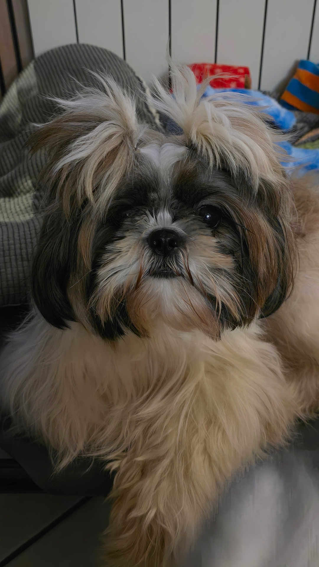 Naïa participe au concours pour gagner de l'argent avec cette photo : dog, fluffy, long_hair, pet, indoor, close_up, cute, animal, canine, furry, face, portrait, companion, curious, sitting, household, domestic, friend, adorable, furniture