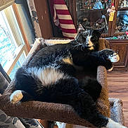 Boots is registered to the contest to win money with this photo: animal, black_and_white_cat, cabinet, cat, cat_perch, cozy, curtains, decorations, fluffy, furniture, home_interior, indoor, paw, pet, relaxed, resting, sunlight, whiskers, window, wooden_floor