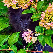 Lola joined the competition — help win amazing prizes! dog, black_dog, flowers, pink_flowers, white_flowers, green_leaves, bush, nature, outdoor, pet, animal, foliage, cute, face, eyes, snout, plant, shy, hidden, garden