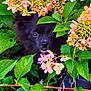 dog, black_dog, flowers, pink_flowers, white_flowers, green_leaves, bush, nature, outdoor, pet, animal, foliage, cute, face, eyes, snout, plant, shy, hidden, garden