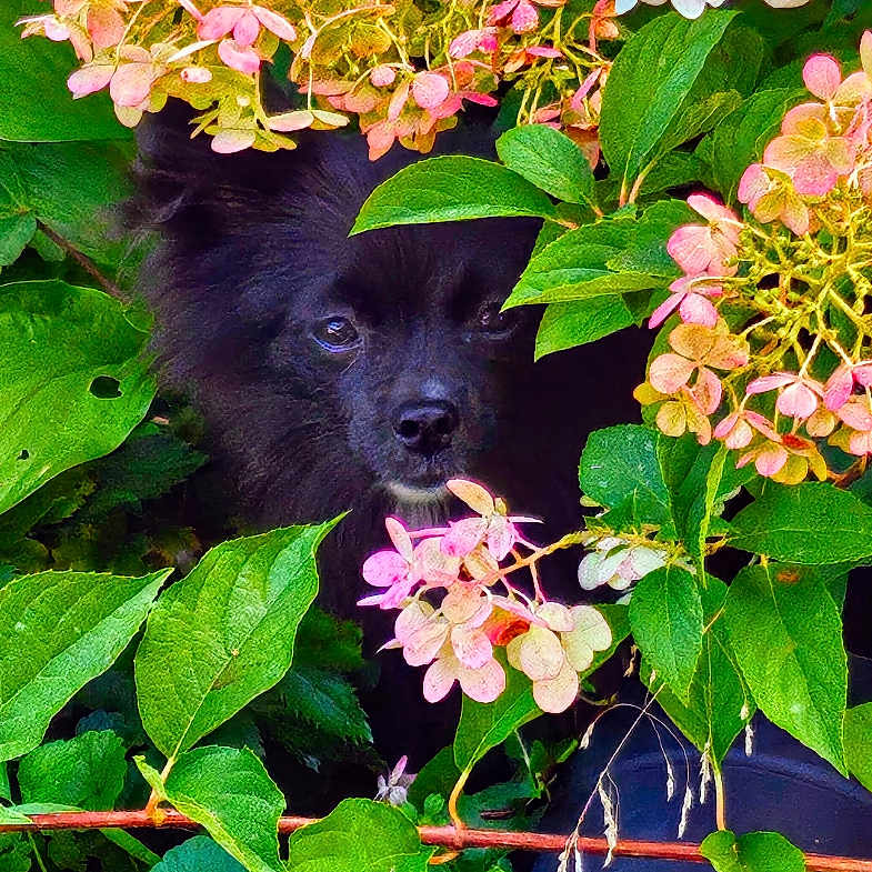 Lola joined the competition — help win amazing prizes! animal, black_dog, bush, cute, dog, eyes, face, flowers, foliage, garden, green_leaves, hidden, nature, outdoor, pet, pink_flowers, plant, shy, snout, white_flowers