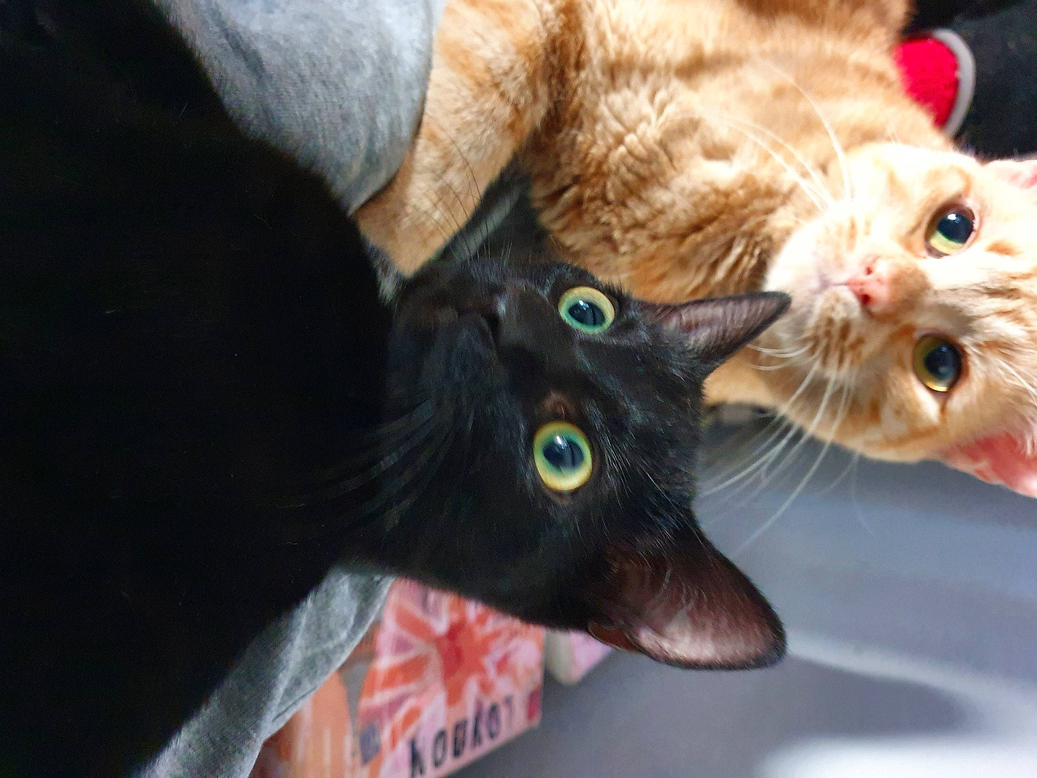 Berlioz a rejoint le concours — aidez-le/la à gagner de superbes lots ! asian, black_cat, carnivore, cat, claw, domestic_short_haired_cat, ear, european_shorthair, eye, fawn, felidae, german_rex, kitten, mammal, organism, oriental_longhair, polydactyl_cat, small_to_medium_sized_cats, snout, whiskers