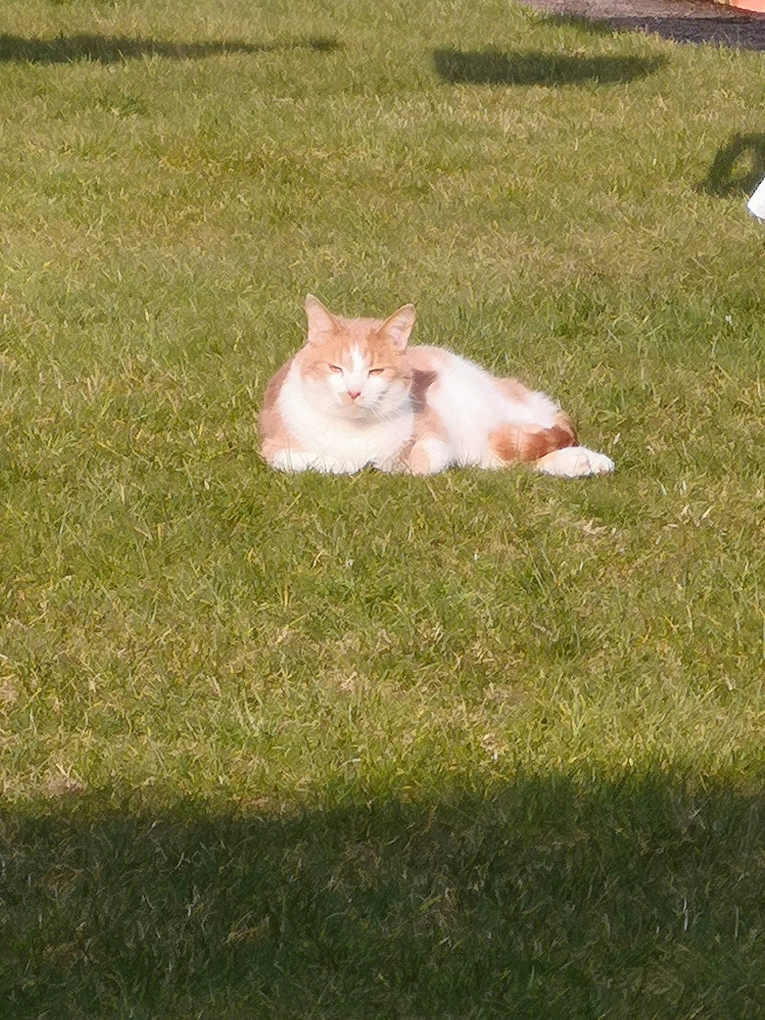 Alan is registered to the contest to win money with this photo: asphalt, canidae, carnivore, cat, fawn, felidae, fur, grass, grass_family, grassland, groundcover, lawn, plant, small_to_medium_sized_cats, snout, sporting_group, tail, tree, whiskers, wood