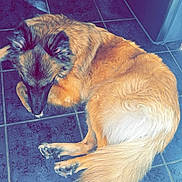 Volt participe au concours pour gagner de l'argent avec cette photo : dog, canine, pet, curled_up, sleeping, tile_floor, indoor, home, fur, tail, paws, long_fur, brown_fur, resting, muzzle, ears, kitchen, refrigerator, floor_tiles, calm