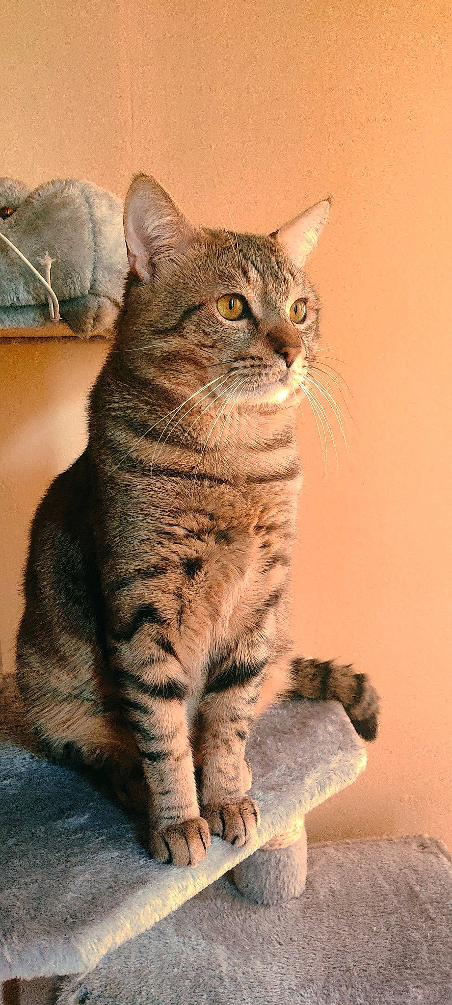 Bobby a rejoint le concours — aidez-le/la à gagner de superbes lots ! carnivore, cat, claw, domestic_short_haired_cat, felidae, fur, iris, paw, sitting, small_to_medium_sized_cats, snout, tail, terrestrial_animal, whiskers, wildlife