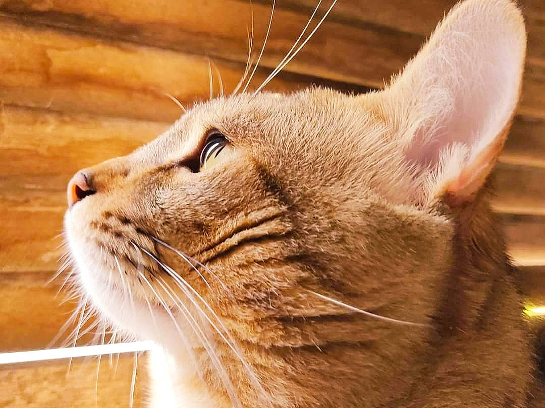 Bobby a rejoint le concours — aidez-le/la à gagner de superbes lots ! carnivore, cat, domestic_short_haired_cat, fang, fawn, felidae, fur, hardwood, small_to_medium_sized_cats, snout, terrestrial_animal, whiskers, wildlife, window, wood