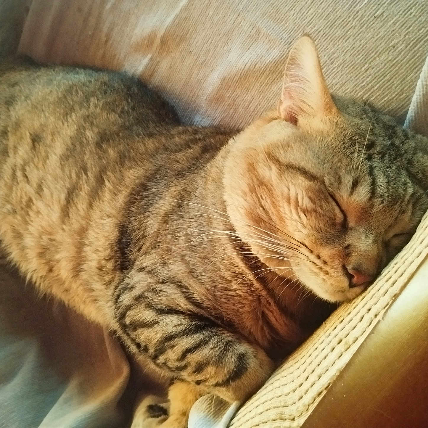 Bobby a rejoint le concours — aidez-le/la à gagner de superbes lots ! abyssinian, animal, armchair, blanket, cat, chair, couch, cushion, egyptiancat, furniture, homedecor, kitten, linen, manx, person, pet, sleeping