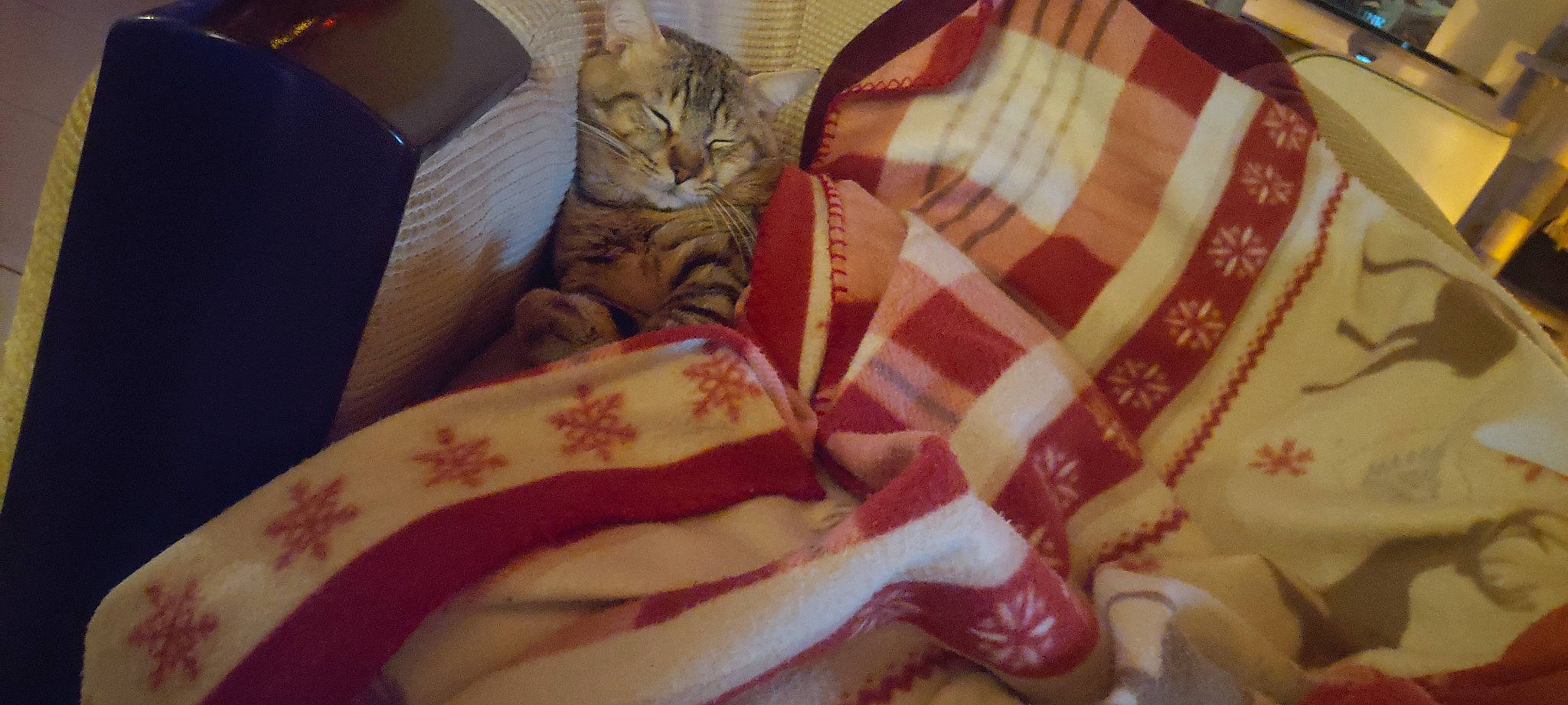 Bobby participe au concours pour gagner de l'argent avec cette photo : bedding, box, carmine, carnivore, cat, comfort, domestic_short_haired_cat, fawn, felidae, fur, linens, magenta, packaging_and_labeling, pattern, paw, peach, shipping_box, small_to_medium_sized_cats, whiskers, wood