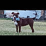 animal, background_blur, blue_object, brown_dog, canine, daylight, dog, domestic_animal, grass, holding, mouth, nature, outdoor, pet, playful, standing, trailer, tree, white_chest, yard
