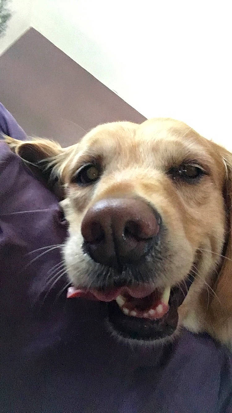 Molly is registered to the contest to win money with this photo: beagador, canidae, carnivore, companion_dog, dog, dog_breed, eye, fawn, golden_retriever, head, labrador_retriever, mammal, mouth, nose, photography, puppy, retriever, snout, sporting_group, whiskers