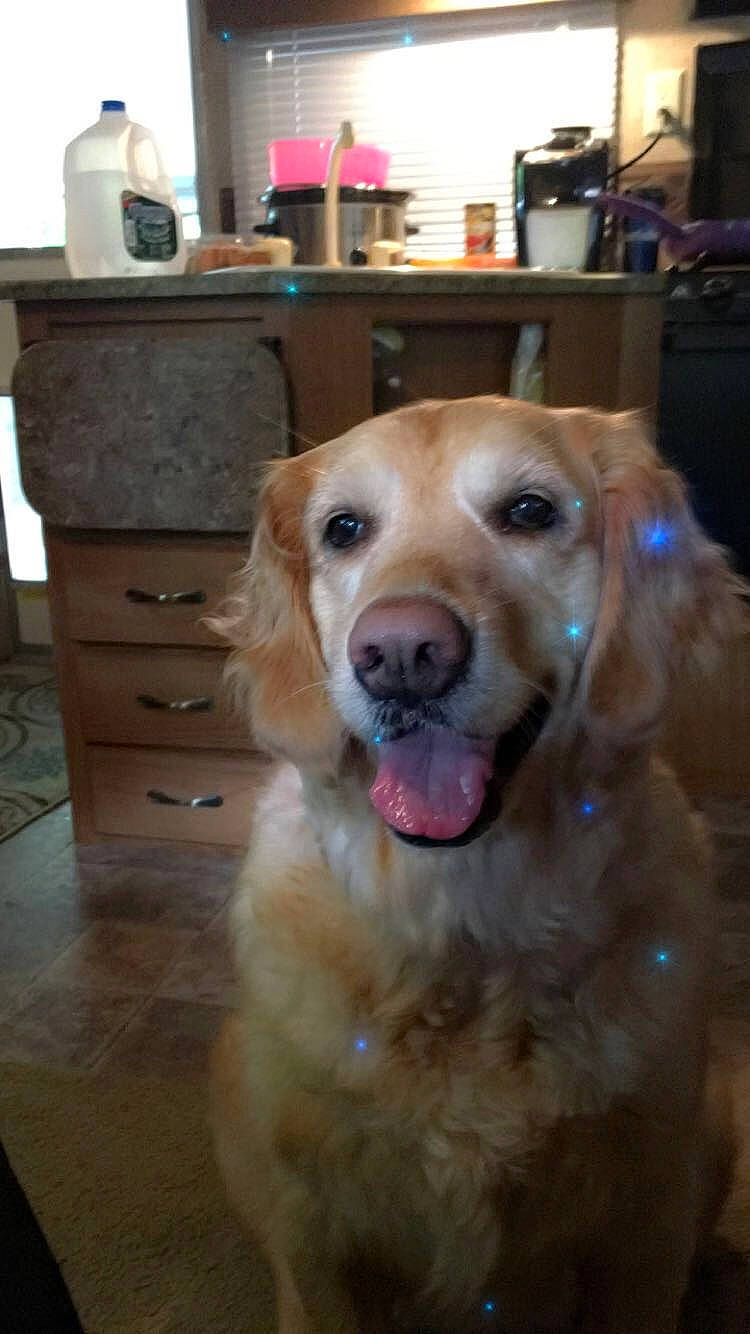 Molly joined the competition — help win amazing prizes! canidae, carnivore, companion_dog, dog, dog_breed, ear, fawn, golden_retriever, labrador_retriever, mammal, nose, rare_breed_dog, retriever, snout, sporting_group, whiskers