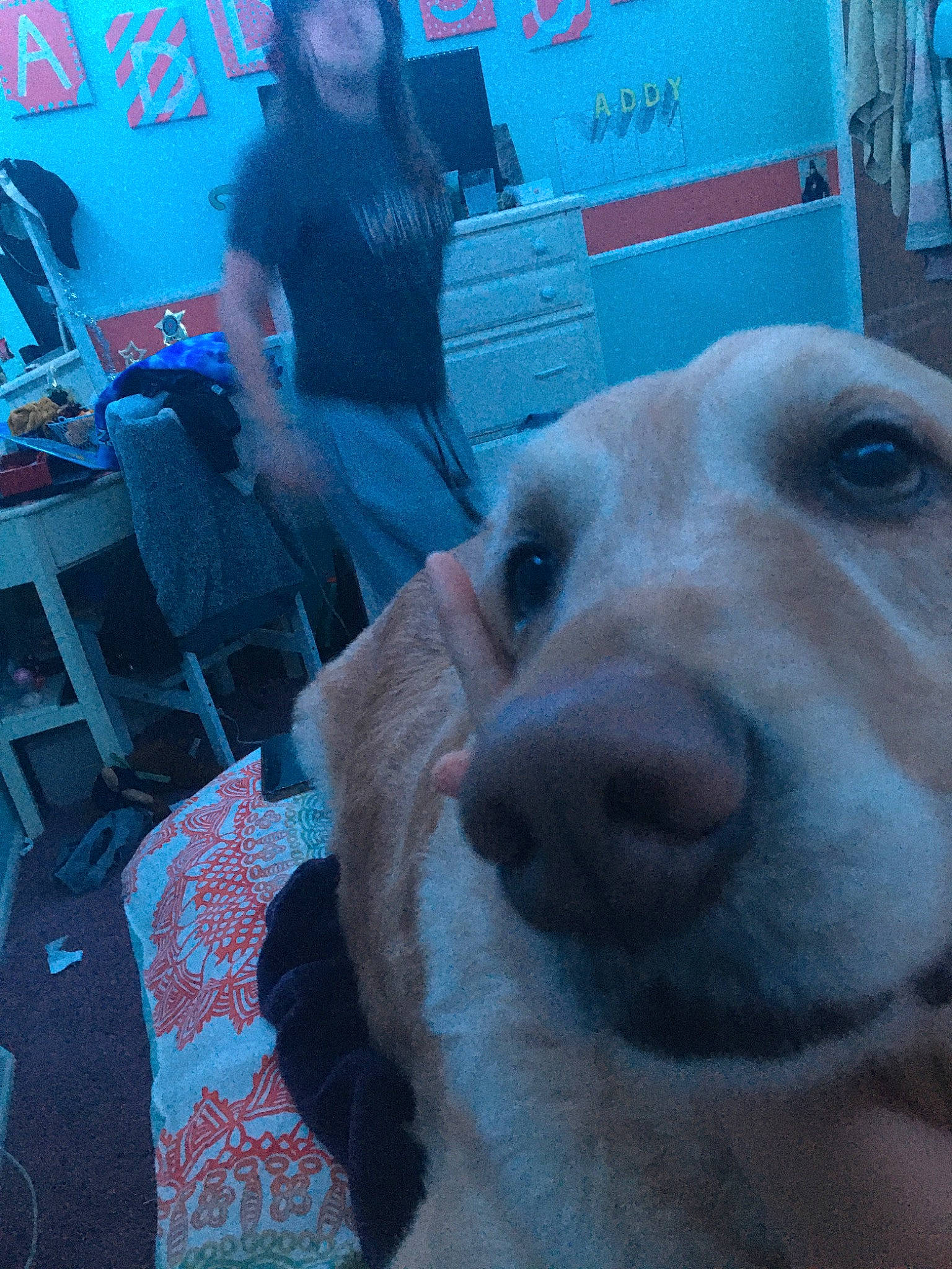 Molly is registered to the contest to win money with this photo: canidae, carnivore, companion_dog, dog, dog_breed, fawn, golden_retriever, labrador_retriever, nose, retriever, snout, sporting_group, street_dog