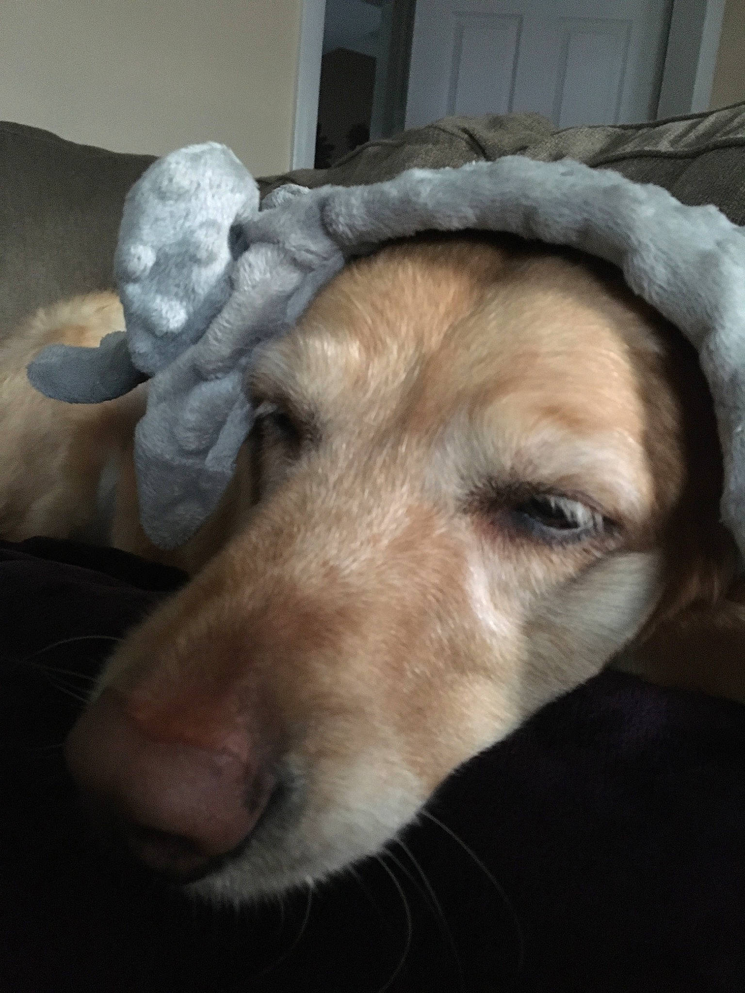 Molly joined the competition — help win amazing prizes! canidae, carnivore, companion_dog, dog, dog_breed, fur, head, lurcher, nose, silken_windhound, snout, sporting_group, whippet