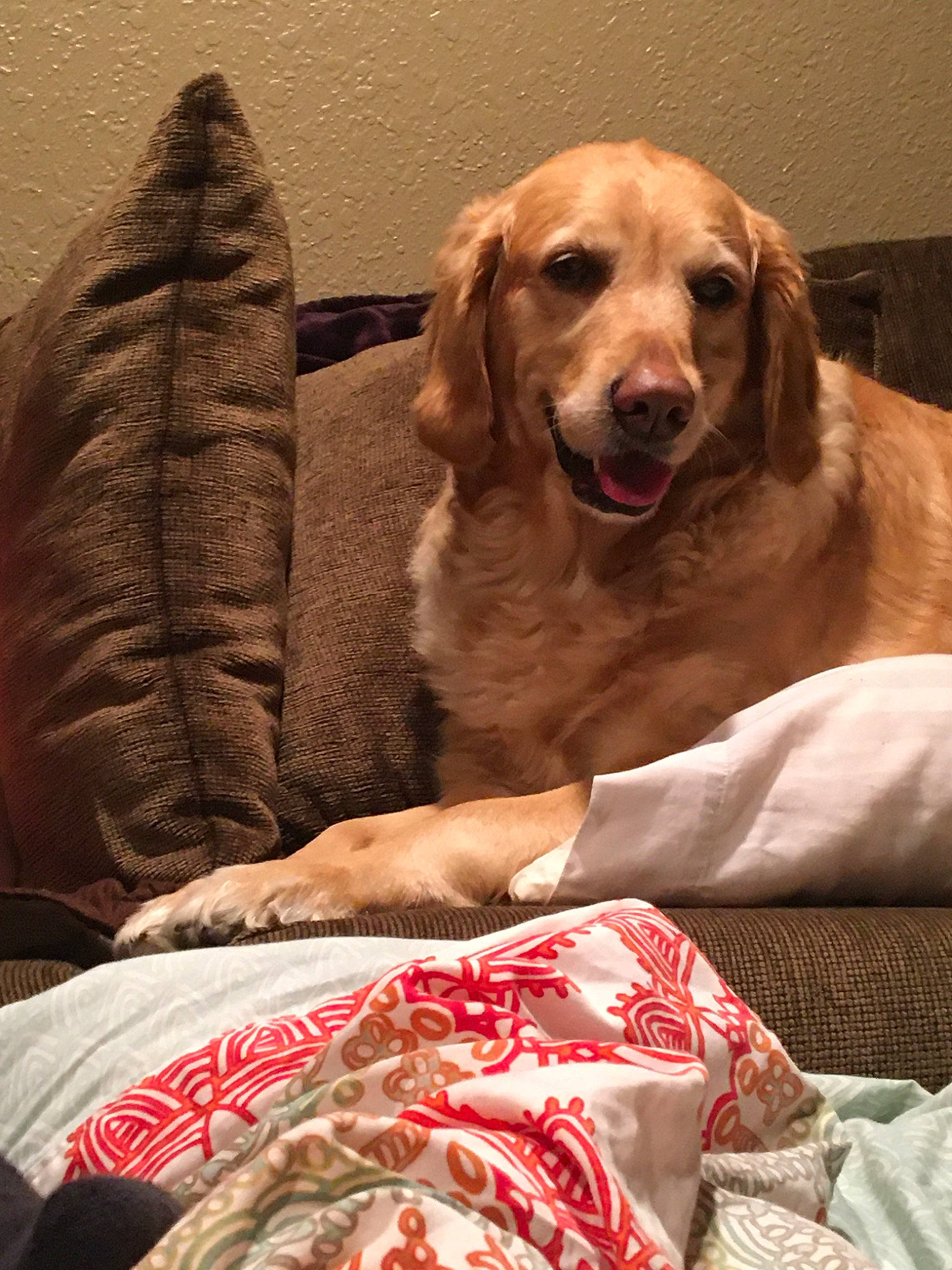 Molly joined the competition — help win amazing prizes! canidae, carnivore, companion_dog, dog, dog_breed, golden_retriever, mammal, retriever, setter, snout, sporting_group