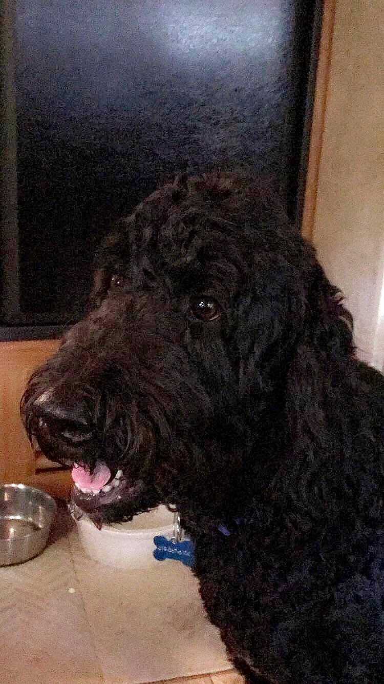 Gus joined the competition — help win amazing prizes! barbet, black_russian_terrier, canidae, carnivore, cockapoo, dog, dog_breed, goldendoodle, labradoodle, mammal, portuguese_water_dog, schnoodle, spanish_water_dog, sporting_group, terrier, vertebrate, water_dog