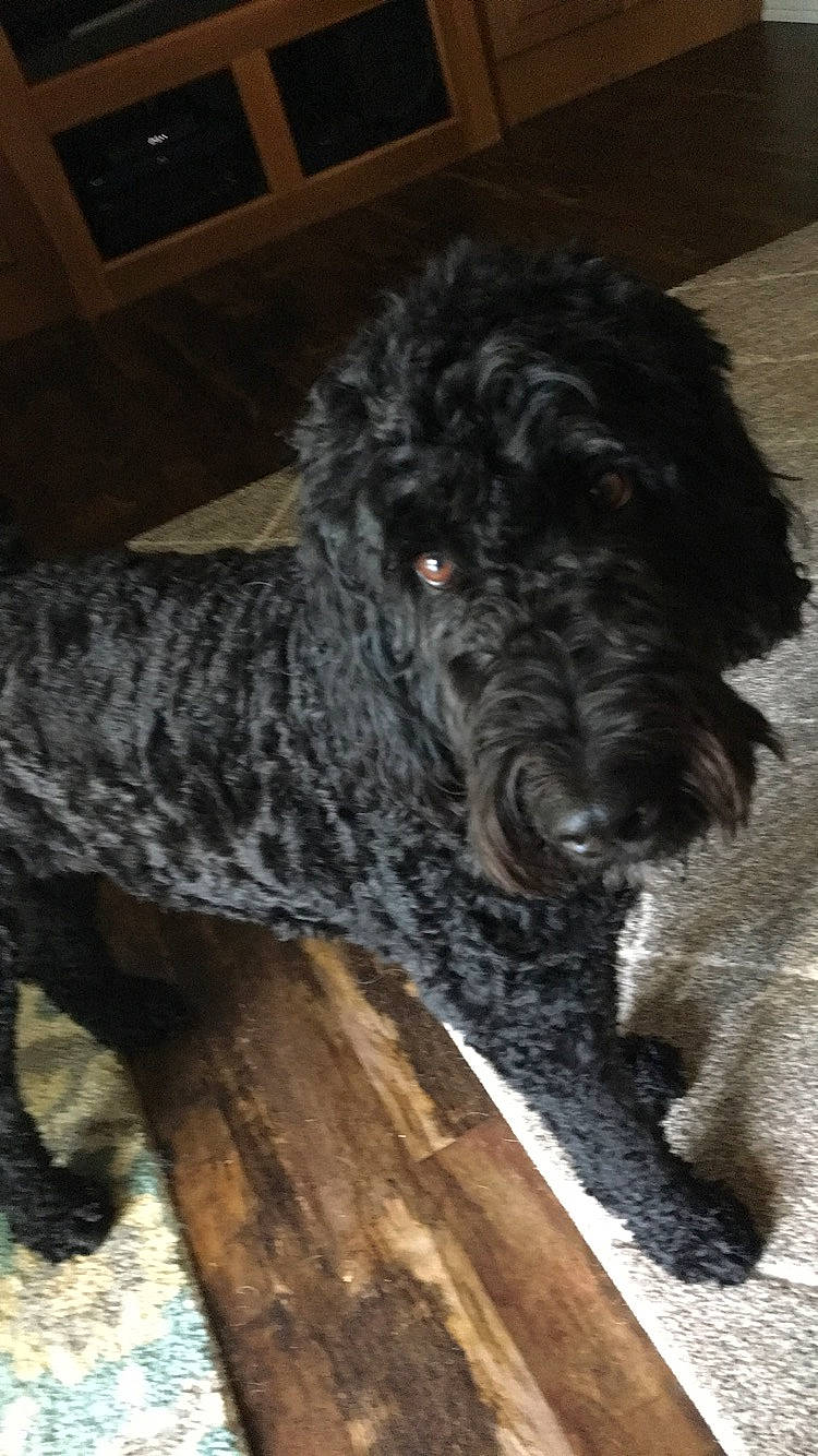 Gus is registered to the contest to win money with this photo: black_russian_terrier, canidae, carnivore, cockapoo, dog, dog_breed, goldendoodle, labradoodle, mammal, non_sporting_group, portuguese_water_dog, schnoodle, snout, spanish_water_dog, sporting_group, terrier, vertebrate